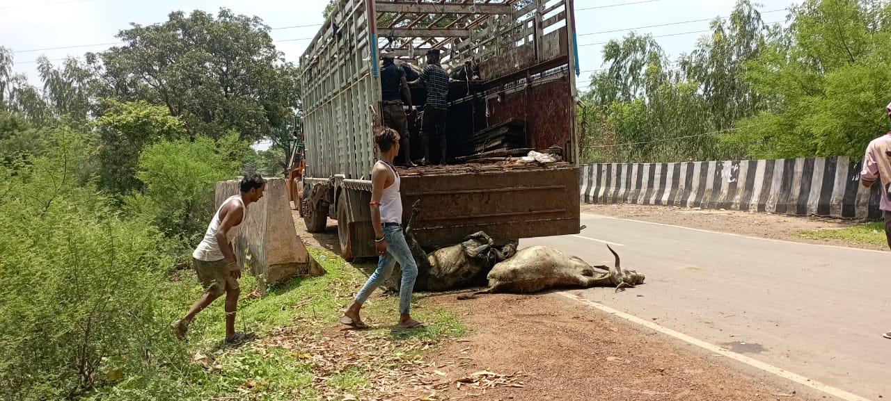 गोवंशों से भरा ट्रक फंसा