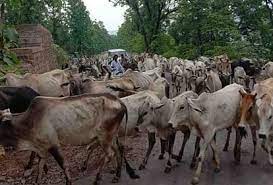 लंपी वायरस के खौफ से गायों को खदेड़ा