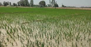 रेलवे ने बिना सूचना उजड़ी धान की खड़ी फसल