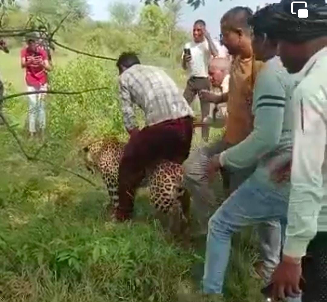 लोगों ने तेंदुआ के साथ की मस्ती