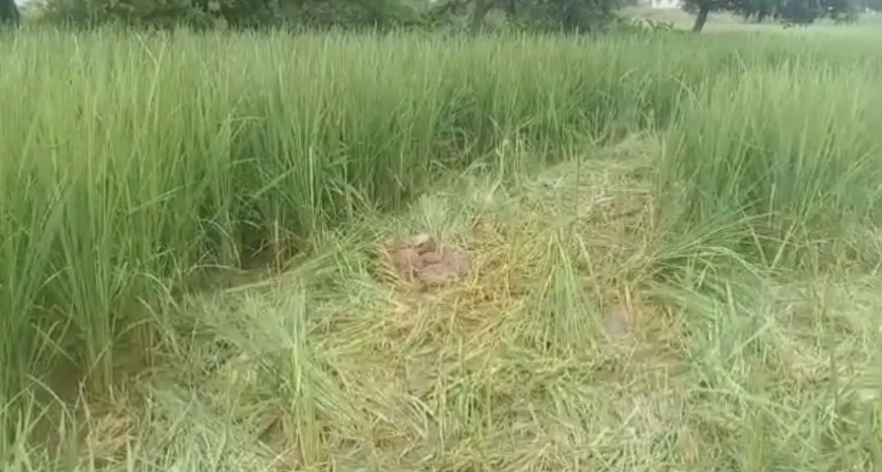 फसलों को नुकसान पहुंचा रहे जंगली हाथी