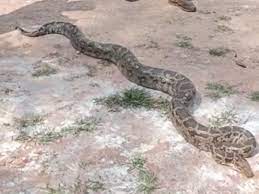 वन अमले ने रेस्क्यू किए दो अजगर