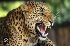 चंपावत राजमार्ग पर गुलदार ने किया हमला