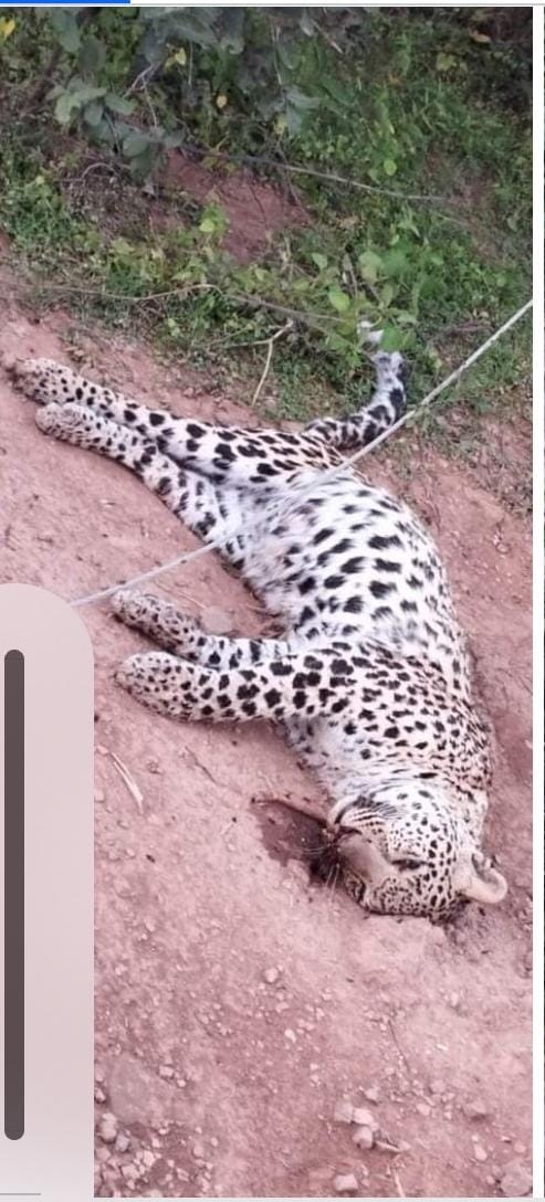 तेंदुआ और जंगली सूअर की मौत  