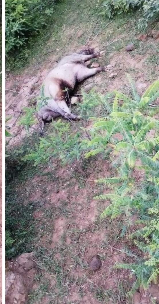 तेंदुआ और जंगली सूअर की मौत  