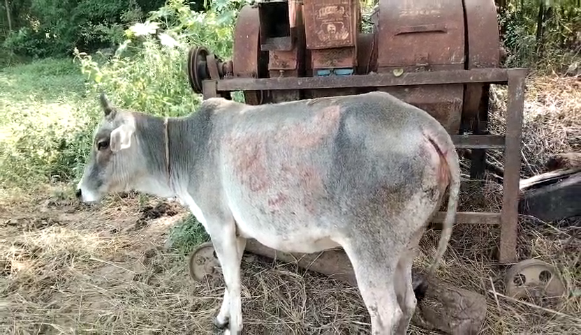 पशुओं के सार में लगी भीषण आग