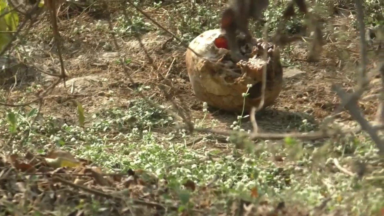 40 दिनों से गायब युवक का कंकाल मिला