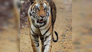 ढाई साल बाद वापस लौटी टी-42 बाघिन