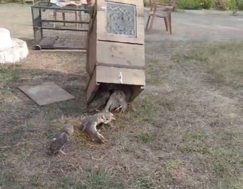 बैतूल मे पाए गए दुर्लभ प्रजाति के उल्लू