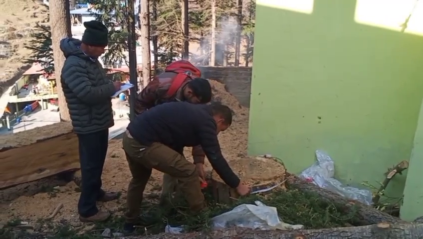 वन तस्कर उड़ा ले गए  देवदार के बहुमूल्य पेड़ों को