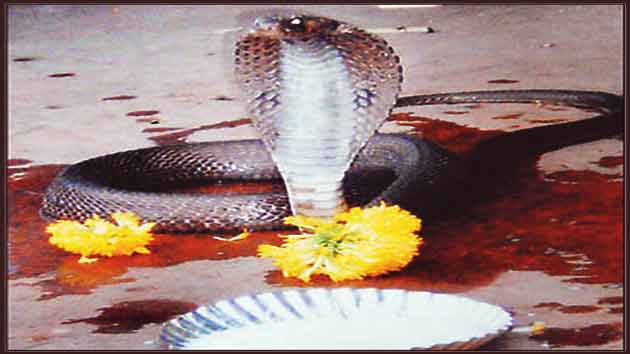  गुस्से में फन फैलाकर बीच सड़क पर बैठा रहा नाग