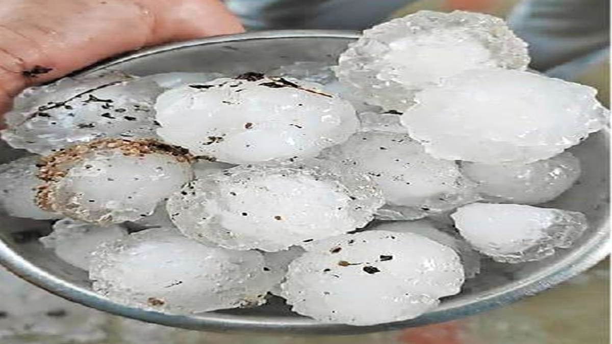  दर्जनों मोरो की जगह जगह पड़ा मिले शव 