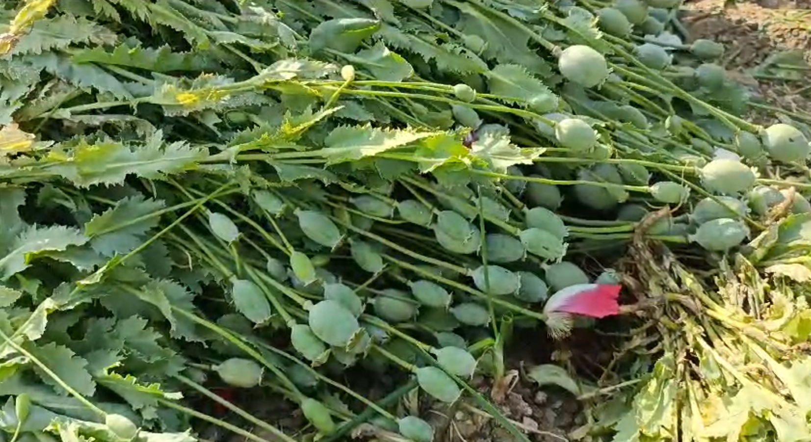 अफीम के 52 सौ हरे पेड़ जप्त किये 