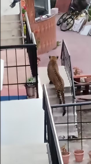 कुत्ते का शिकार करने घर में घुसा गुलदार