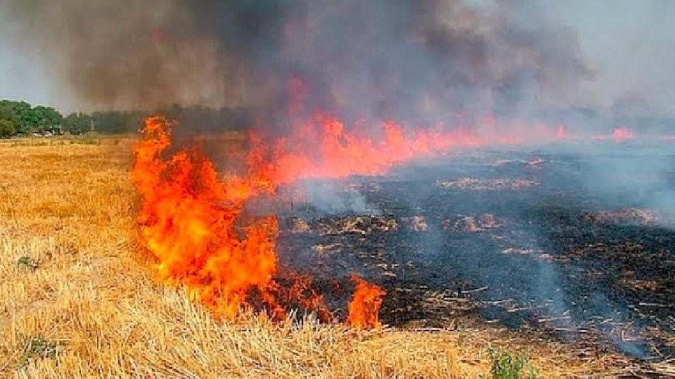 तेज हवा ने जला दी खड़ी फसल 