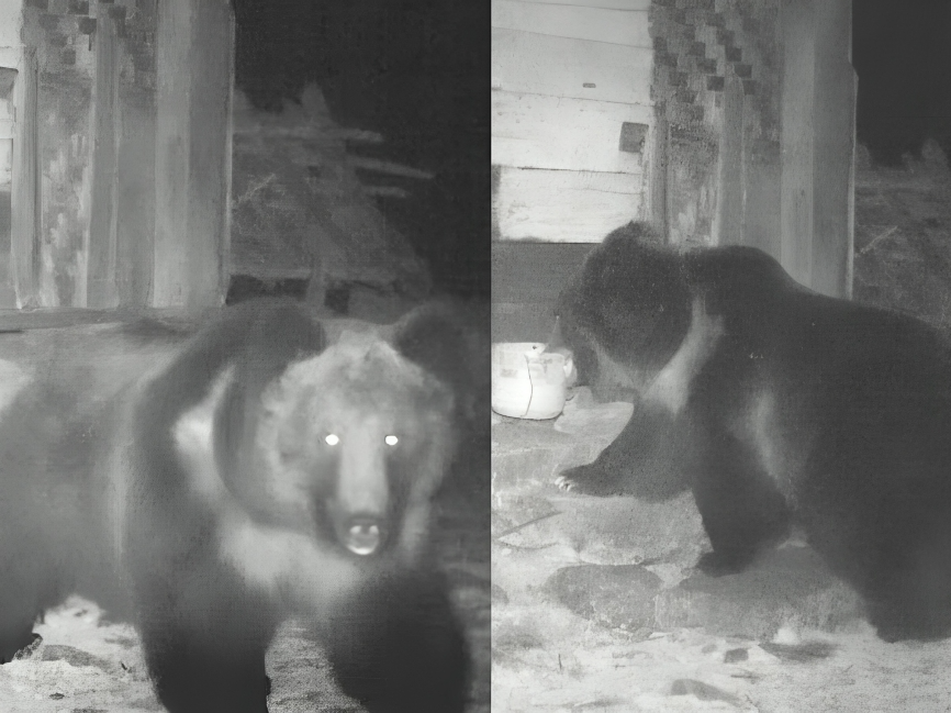 आबादी क्षेत्र में भालू की दस्तक से डर 