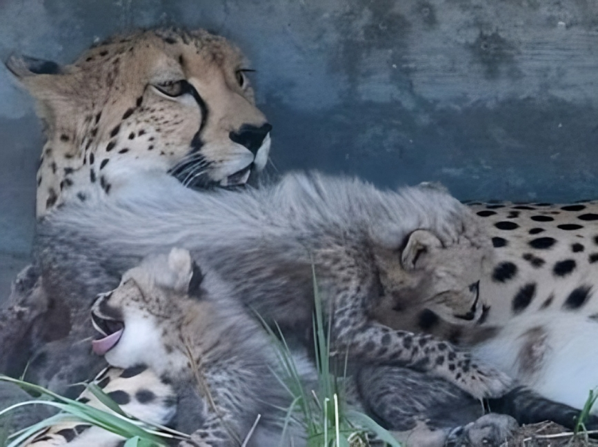 मां के साथ अठखेलियां करते दिखे नन्हें शावक 