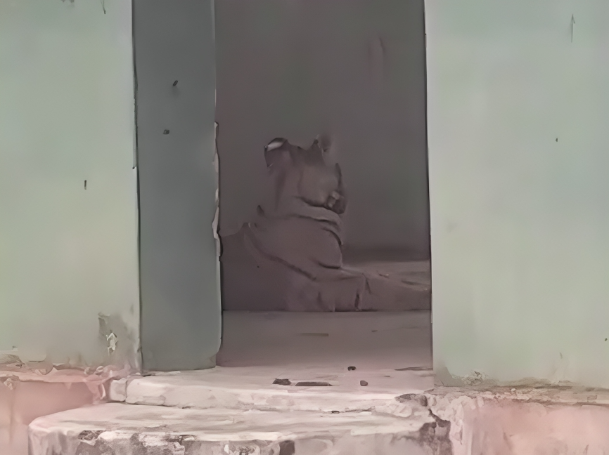 हवामहल कैंप में बाघ शावक का कब्जा 