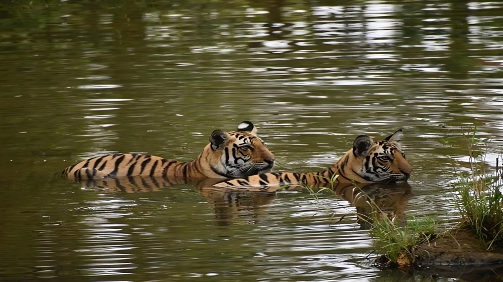 पानी में शावकों की मस्ती 