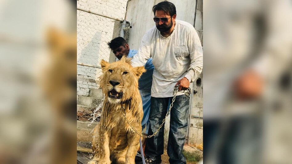 people keep lions and leopards in their homes.