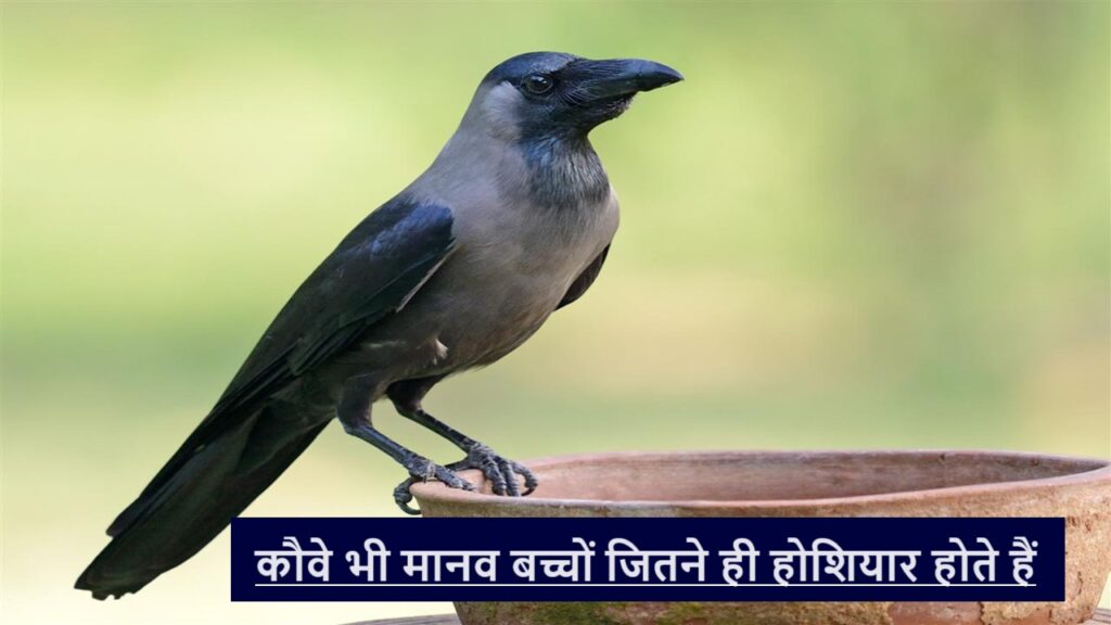 Crows are as smart as human children