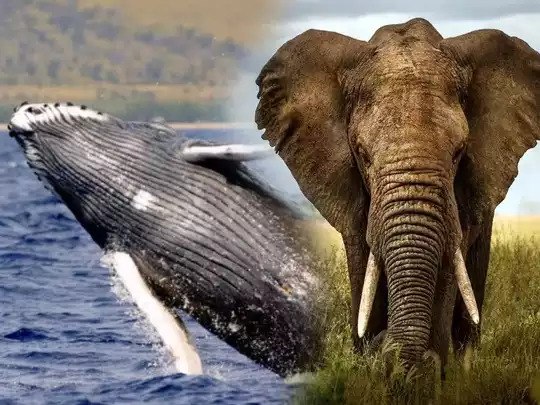 Which is the largest creature 