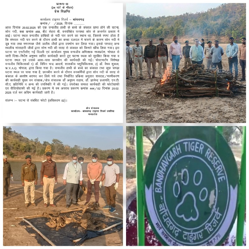 umaria, suspicious death , elephant cub