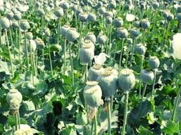 singroli, Major action , illegally cultivating opium