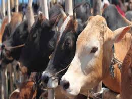 dewas,Cow smuggling, artificial traffic jam