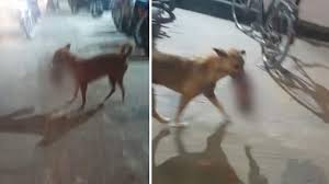 rewa,  dog held ,  dead body  