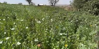 chatarpur, Illegal poppy ,husk seized  