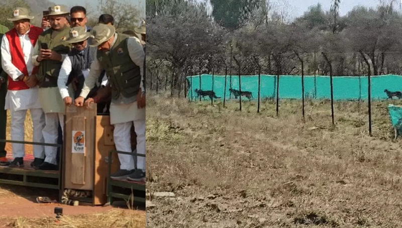 seopur, cheetahs will encourage ,Chambal region 