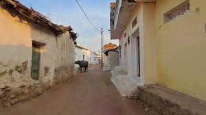 chatarpur, Leopards roaming, residential areas