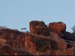 chatarpur, Two leopards , Tikri village