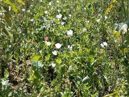 chatarpur, Police took big action, against drug abuse