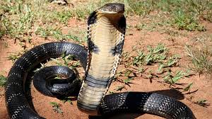 bhopal, Student caught ,King Cobra