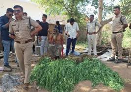 chatarpur, Police action , illegal cultivation of ganja