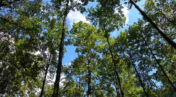 bhopal, Information technology,Madhya Pradesh