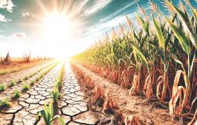 bhopal, effect of rising temperature,  agriculture