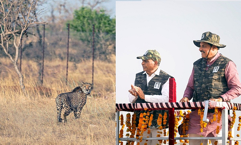 mandsour, Gandhi Sagar Sanctuary,two leopards