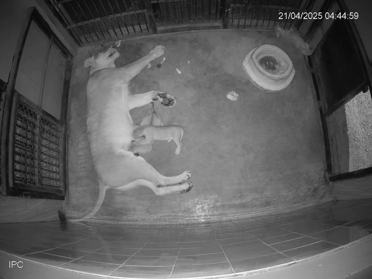 itawa, Lioness Rupa,gave birth to three cubs 