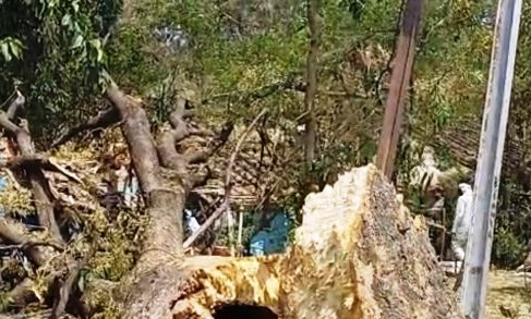 jabalpur,   huge tree fell , jail quarter, 3 injured