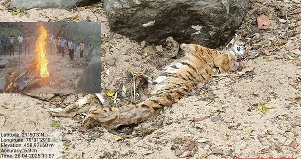 seoni,  carcass   tigress, Pench Tiger Reserve