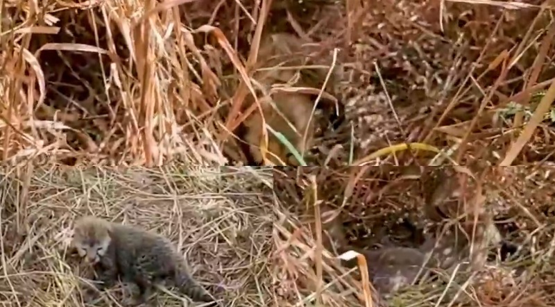 seopur, Good news , Kuno National Park   