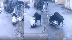 rishikesh, Bull ran away , scooty  Video vira 