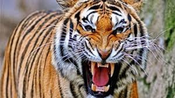 balaghat,  tiger attacked ,forest