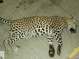 dewas, Male leopard died, road accident