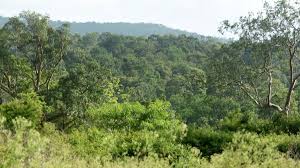 bhopal, Forest department,s baseless concern