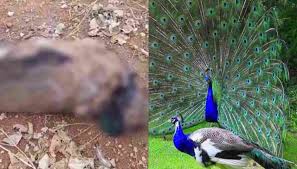 chatarpur,   national bird,suspicious condition