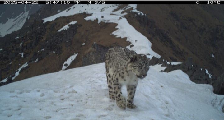 rudraprayag, Snow leopard ,spotted in Kedarnath